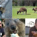 Kvapą gniaužianti lietuvio patirtis Australijoje: kerinčios gyvūnų šypsenos ir pavojingi nuodai