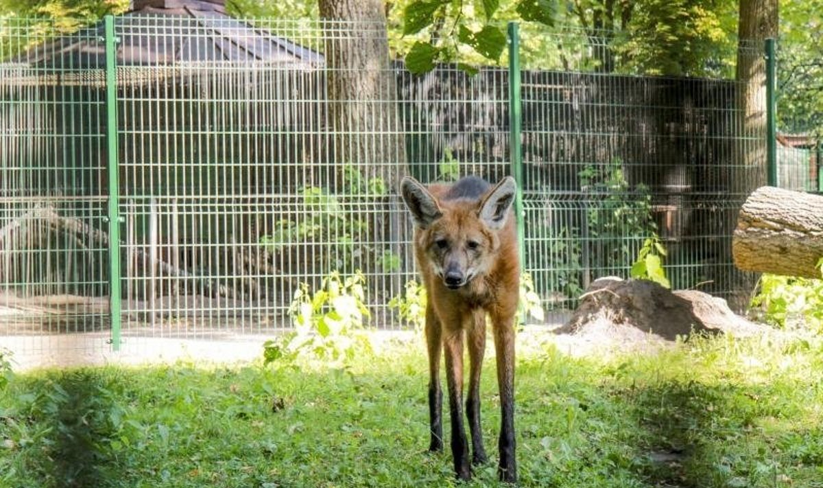 Atnaujintas karčiuotųjų vilkų voljeras