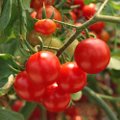 Agronomo patarimai, kaip sulaukti gausaus pomidorų derliaus