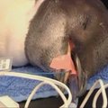 Pasiklydusį imperatoriškąjį pingviną paskutinį kartą apžiūrėjo medikai