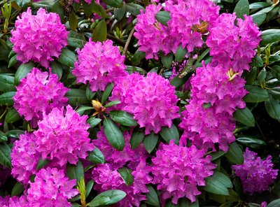 Rododendras