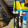 Tarp vaiko žaislų Australijoje rasta nuodinga gyvatė