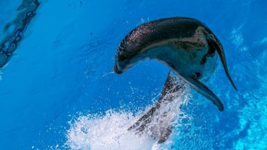 Klaipėdos delfinariume – delfinų terapija ir kaliforninių jūrų liūtų pasirodymas
