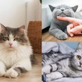 Šešios sveikiausių kačių veislės: šios katės turi mažiausią polinkį susidurti su rimtomis sveikatos bėdomis
