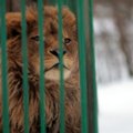 Nugaišo zoologijos sodo liūtas Simba