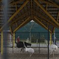 Veterinarai neapsisprendžia, kur dėti tūkstančius V. Janukovyčiaus gyvūnų