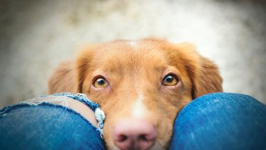 32 neįtikėtini faktai apie šunis: kiek jų išgelbėta skęstant Titanikui, ką sapnuoja šunys ir ką gali jų atmintis