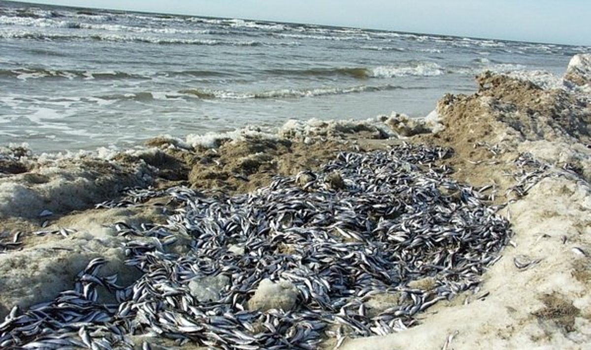Baltijos jūra taip pat išmeta negyvų žuvų