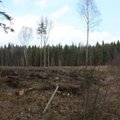 Aplinkos ministerija palaiko plynus kirtimus: po jų miške gausėja rūšių