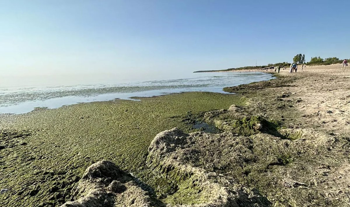 ESAMA SITUACIJA. Štai taip šiomis dienomis atrodo Pirmosios Melnragės jūros pakrantė. Tiek vaizdelis, tiek kvapas – nekokie, o apie maudynes net pagalvoti nesinori (Pauliaus Matulevičiaus nuotr.)