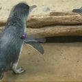 Mažųjų pingvinų pasivaikščiojimas Bronkse