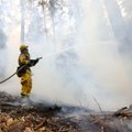Lithuanian municipalities restrict entering forests amid fire hazard