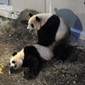 Japonija netveria džiaugsmu: Tokijo zoologijos sode poruojasi Šin Šin ir Ri Ri