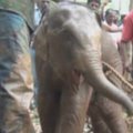 Pietų Indijoje išgelbėtas į šulinį įkritęs drambliukas