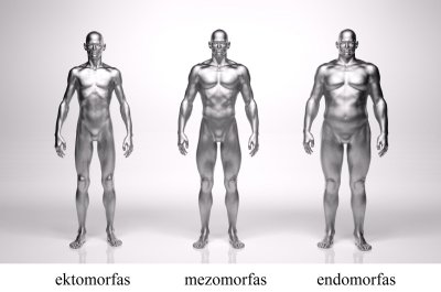 Kūno tipai