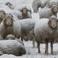 Alytaus r. visą naktį su gaisru kovoję ugniagesiai išgelbėjo per šimto avių bandą