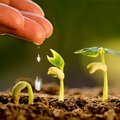 „Delfi Agro“ – lemtingos daigų augintojų klaidos