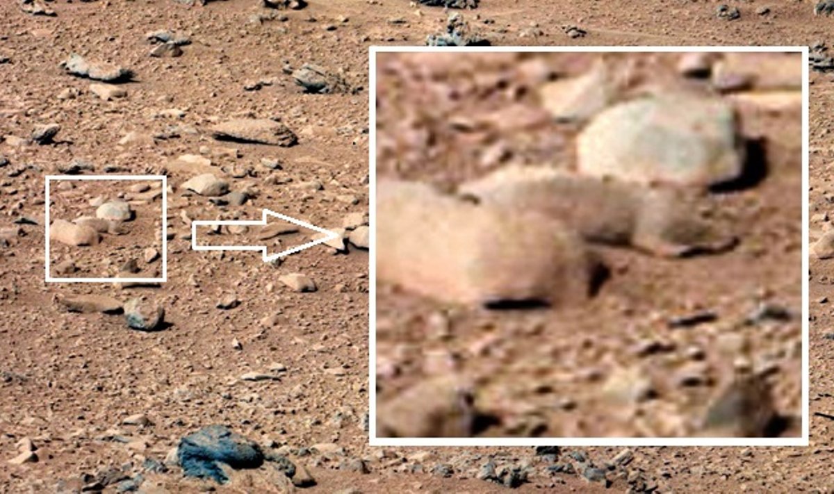 Marso "žiurkė"