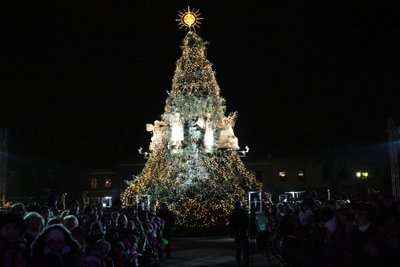 Kaune įžiebta auksu tviskanti Šv. Kalėdų eglė 2012 m.