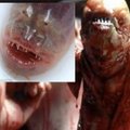 Kinijos ežere sugautas gyvis, panašus į siaubo filmo „Svetimas“ sutvėrimus