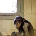 Šimpanzės Reginos laikinas prieglobstis - zoologijos sodas