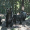 Žmonių globoti Rusijos lokių jaunikliai paleidžiami į laisvę