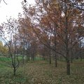 Eibariškių parke Radviliškyje užvirė darbai: taps mėgiama poilsio vieta