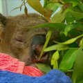 Australijoje iš liepsnų išgelbėta koala susitiko su savo gelbėtoja