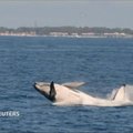 Prie Australijos krantų – kuprotojo banginio šou