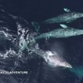 Niuport Biče užfiksuoti šeši pilkieji banginiai