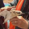 Po ekologinės nelaimės Naujojoje Zelandijoje išgelbėti reti paukščiai paleisti į laisvę