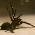 Australai raginami stabdyti mirtinai nuodingų vorų invaziją
