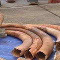 Tailande konfiskuota antra pagal dydį nelegali dramblio ilčių siunta
