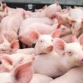Poland lifts ban on Lithuanian pig imports
