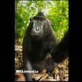 Kam priklauso beždžionių asmenukių autorinės teisės?