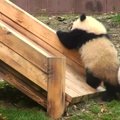 „Slaptas pandų gyvenimas“ (XXI): čiuožynės užkariavimas ir prižiūrėtojo vaizdo kamera