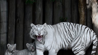В зоопарке Буэнос-Айреса впервые показали белых бенгальских тигрят