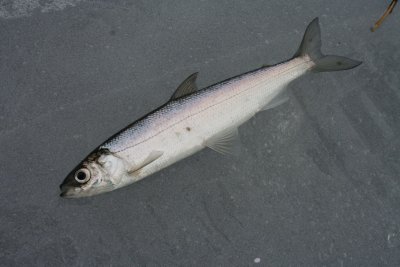 Seliava
