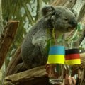Euro 2016 orakulai nevykėliai: koala ir jūrų liūtė pranašavo Vokietijos nesėkmę