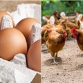 Kaip iš išvaizdos atskirti šviežią kiaušinį nuo pastovėjusio ir kodėl jų negalima laikyti šaldytuvo durelėse