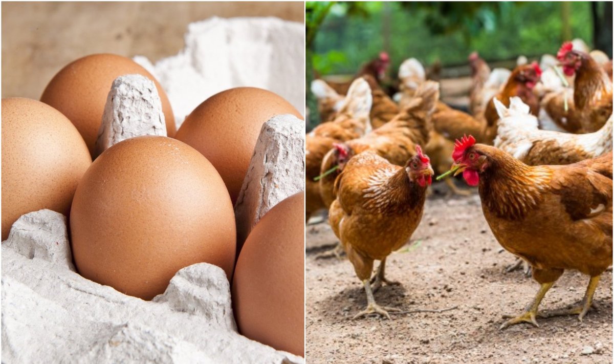 Vištų laikymo būdas ir kiaušiniai