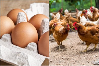 Vištų laikymo būdas ir kiaušiniai