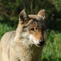 Organizuojamas visuotinis visos Lietuvos vilkų pakartotinis skaičiavimas