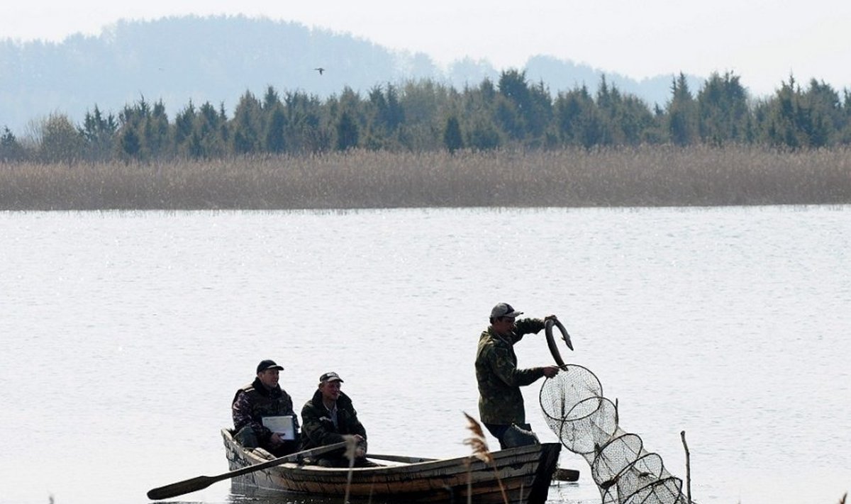 Žvejai  gaudo ungurius (asociatyvi nuotr,)