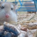 D. Liekio videoblogas: kaip susidraugauti su žiurkėnais?
