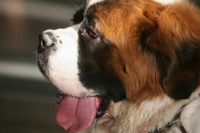 Šunų sąrašo reikšmę Belgijoje sujaukė agresyvus senbernaras