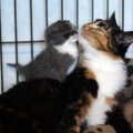 Motiniški instinktai daro stebuklus: katės poelgį vadina išskirtiniu