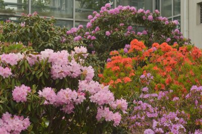 Botanikos sodą Kaune žiedais ir sodriais aromatais spalvina rododendrai