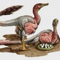 Argentinoje aptikti neištirtos rūšies dinozauro kiaušiniai