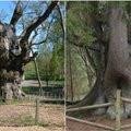 Aplankykite – 25 įspūdingiausi ir seniausi šalies medžiai